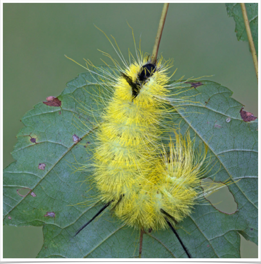 Acronicta americana
American Dagger
Bibb County, Alabama